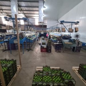 Estrutura interna de packing house com limões tahiti