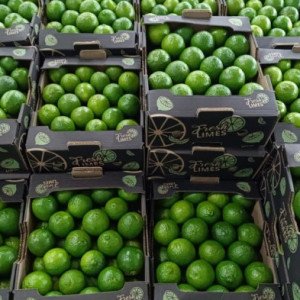 Lotes de limões tahiti embalados