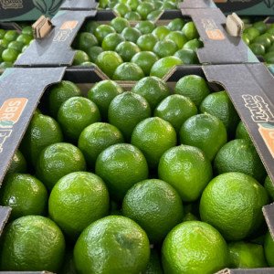 Caixas de limões tahiti selecionados